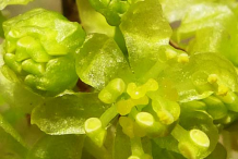Closer-view-of-Spicebush--flower