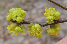 Flower-of-Spicebush