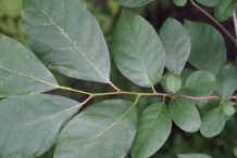 Leaves-of-Spicebush