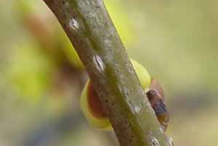 Lenticels-in-Bark-of-Spicebush