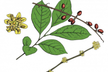 Plant-Illustration-of-Spicebush