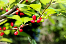 Ripe-Fruit-of-Spicebush