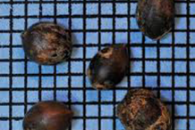 Seeds-of-Spicebush