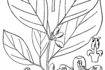 Sketch-of-Spicebush