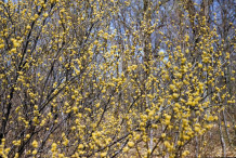 Spicebush--Plant-growing-wild