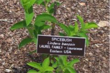 Spicebush--plant