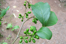 Unripe-fruits-of-Spicebush