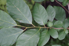 Leaves-of-Spicebush
