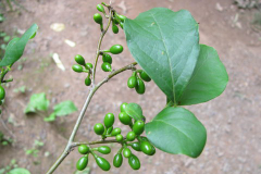 Unripe-fruits-of-Spicebush