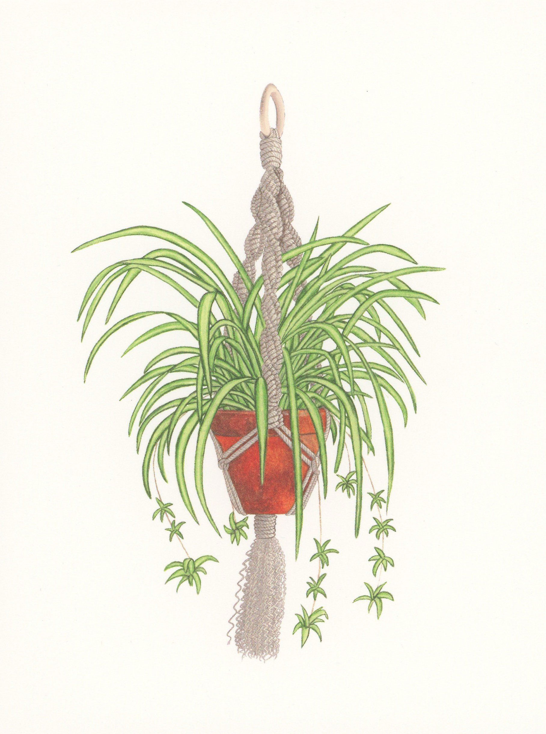Plant-illustration-of-Spider-Plant