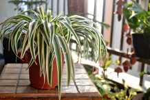 Spider-plant