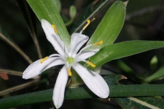 Closer-view-of-flower-of-Spider-Plant