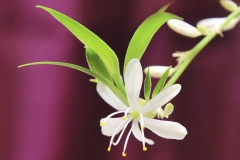 Flower-of-Spider-Plant