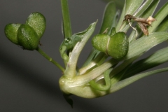 Fruits-of-Spider-Plant