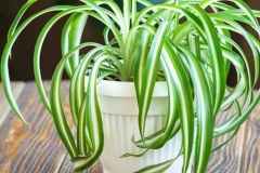 Leaves-of-spider-plant