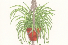 Plant-illustration-of-Spider-Plant