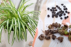 Seeds-of-Spider-Plant