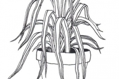 Sketch-of-Spider-Plant
