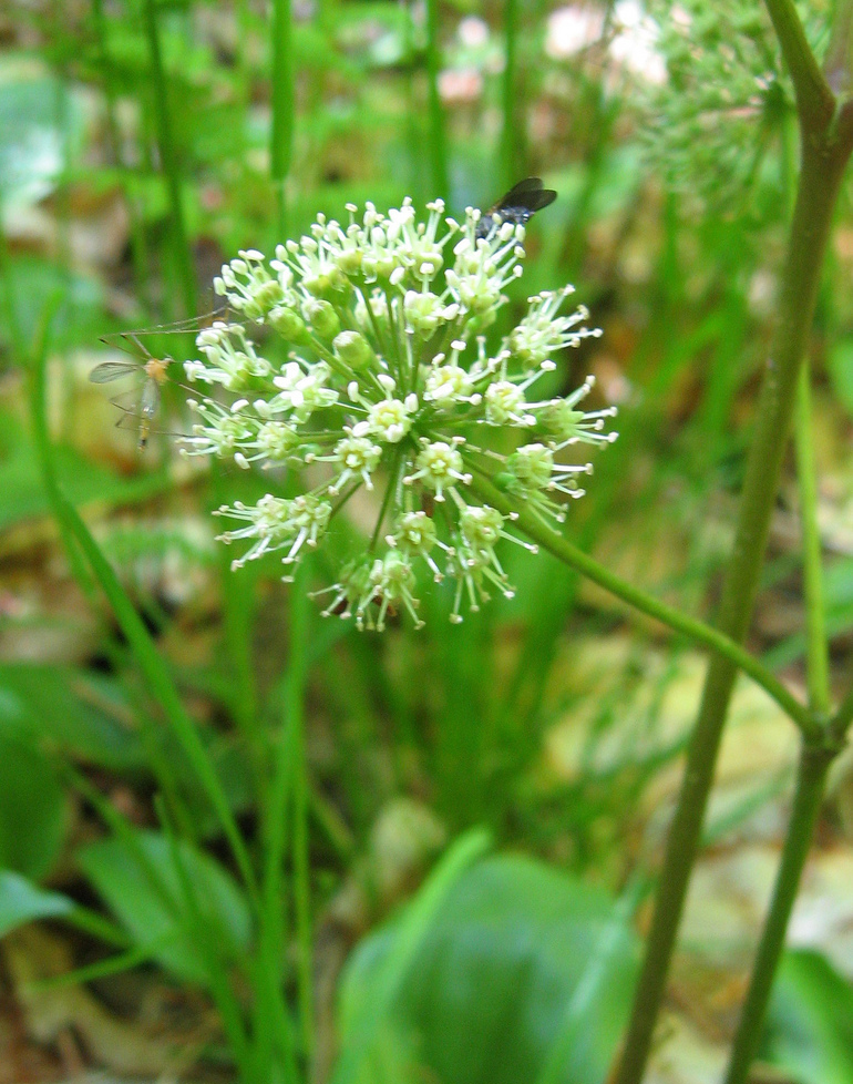 Close-view-of-Spignet-flower