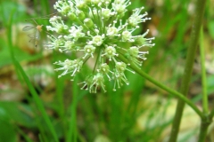 Close-view-of-Spignet-flower