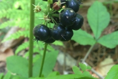 Spignet-fruits