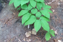 Spignet-leaves