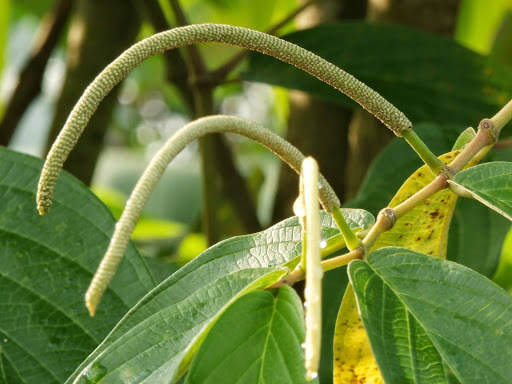 Immature-fruits-of-Spiked-pepper