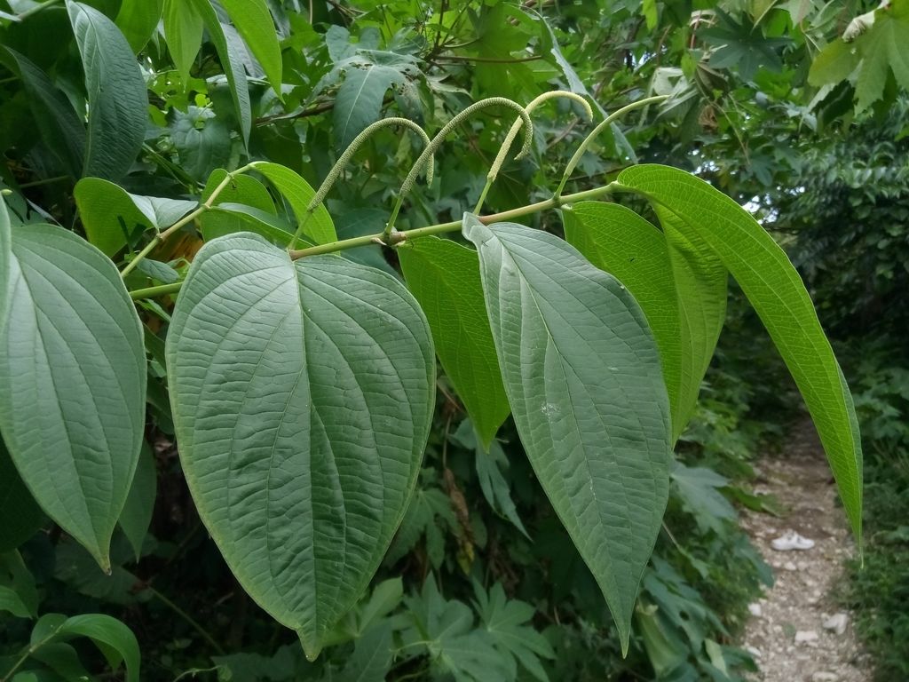 Leaves-of-Spiked-pepper