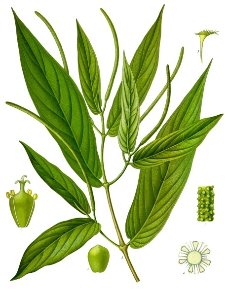 Plant-Illustration-of-Spiked-pepper