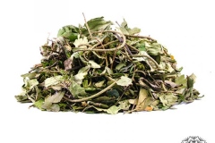 Dried-Spiked-pepper-plant