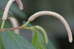 Flowers-of-Spiked-pepper