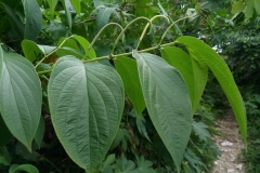 Leaves-of-Spiked-pepper