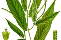 Plant-Illustration-of-Spiked-pepper