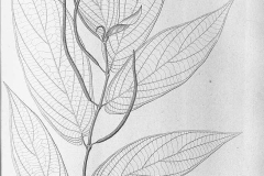 Sketch-of-Spiked-pepper