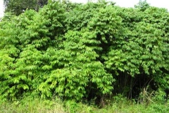 Spiked-pepper-plant-growing-wild