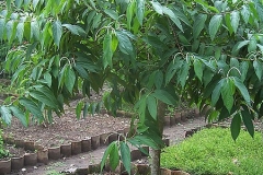 Spiked-pepper-plant