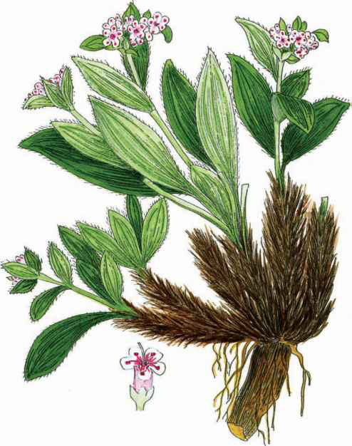 Plant-illustration-of-Spikenard