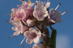 Flower-of-Spikenard