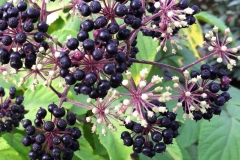 Fruits-of-Spikenard