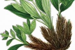 Plant-illustration-of-Spikenard