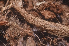 Roots-of-Spikenard