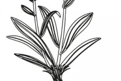 Sketch-of-Spikenard