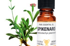 Spikenard-essential-oil