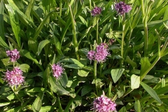 Spikenard-plant-growing-wild