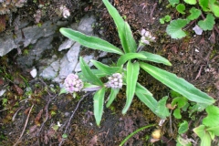 Spikenard-plant