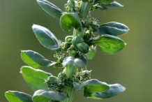 Close up flower-of-Spinach