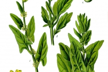 Plant-illustration-of-Spinach