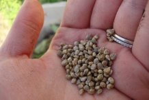 Seeds-of-Spinach