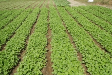 Spinach-farm