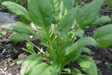 Spinach-plant